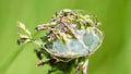 Le berceau de soie