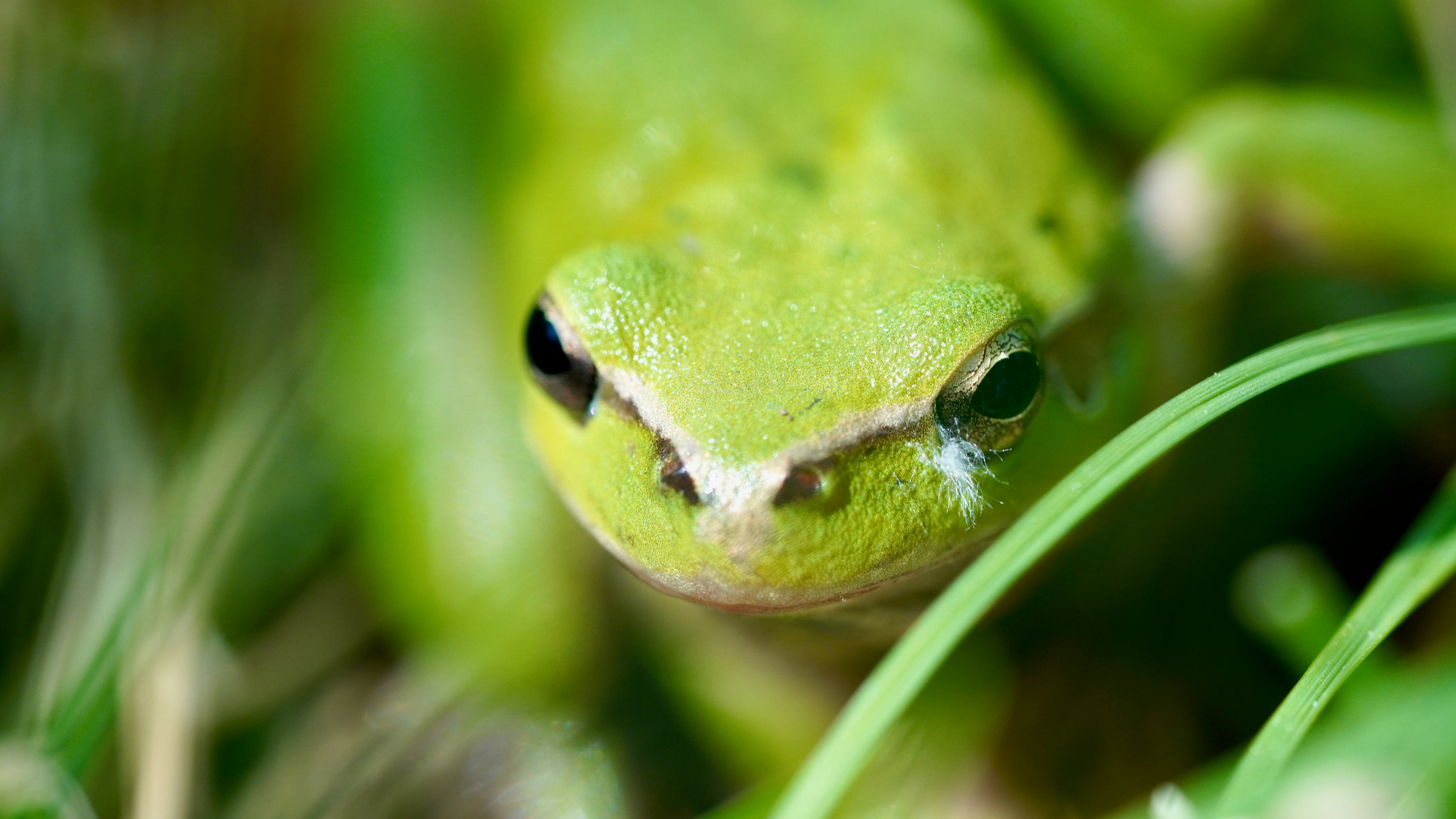 Silence vert