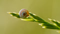 L'explorateur miniature
