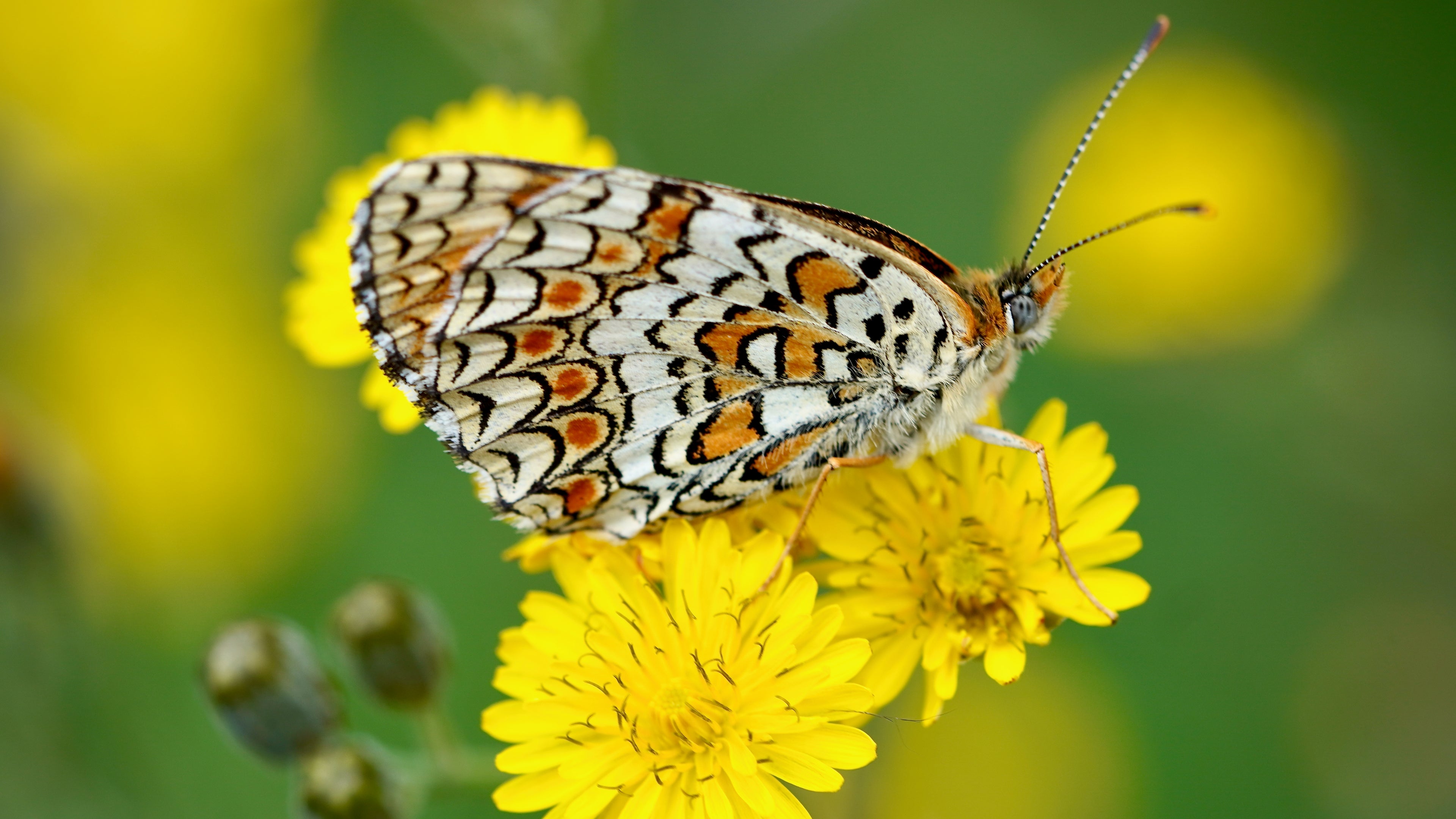 Dentelle et soleil