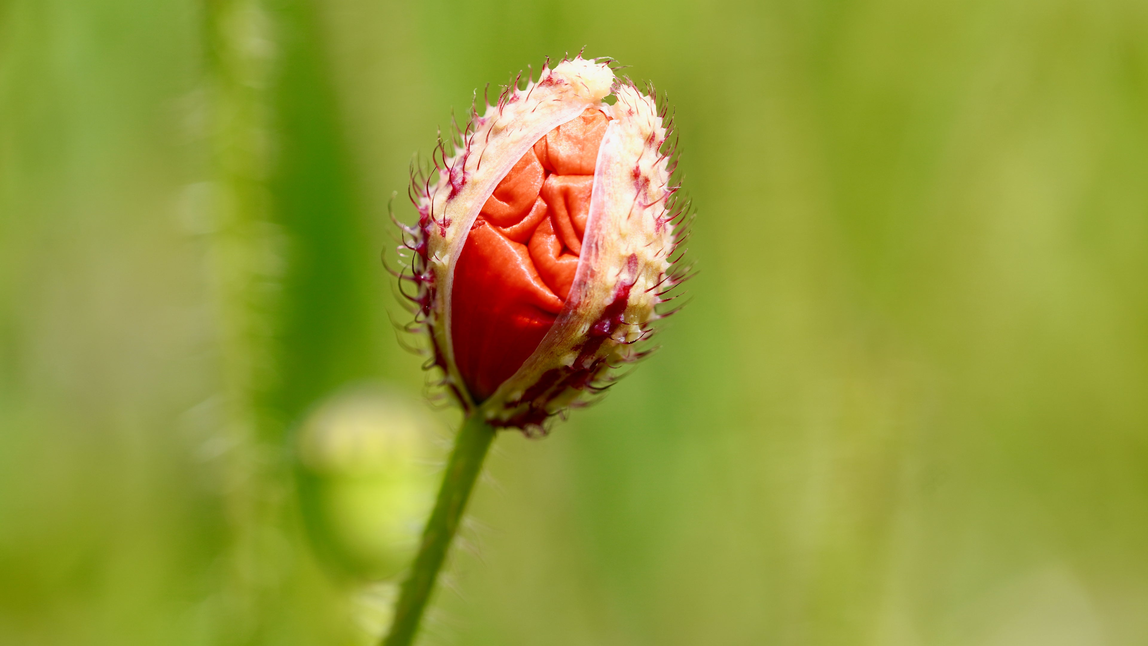 Bourgeon de coquelicot