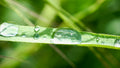 Diamants d'herbe