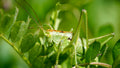 Cache-cache sur fond de vert