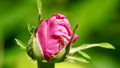 Naissance en rose