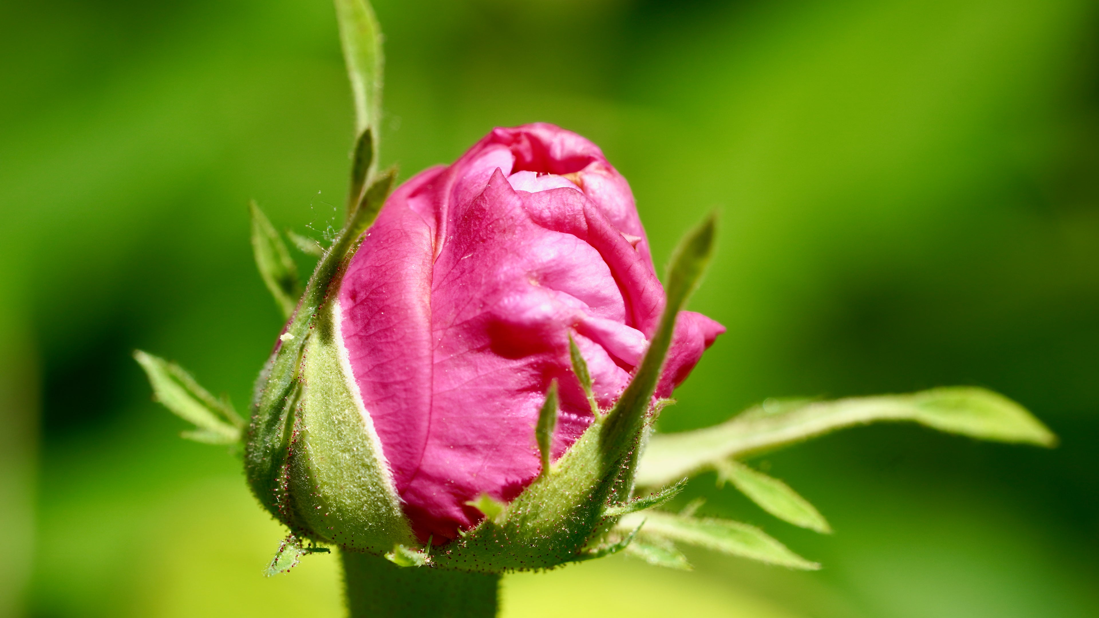 Naissance en rose