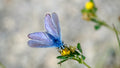 Bleu Nacré