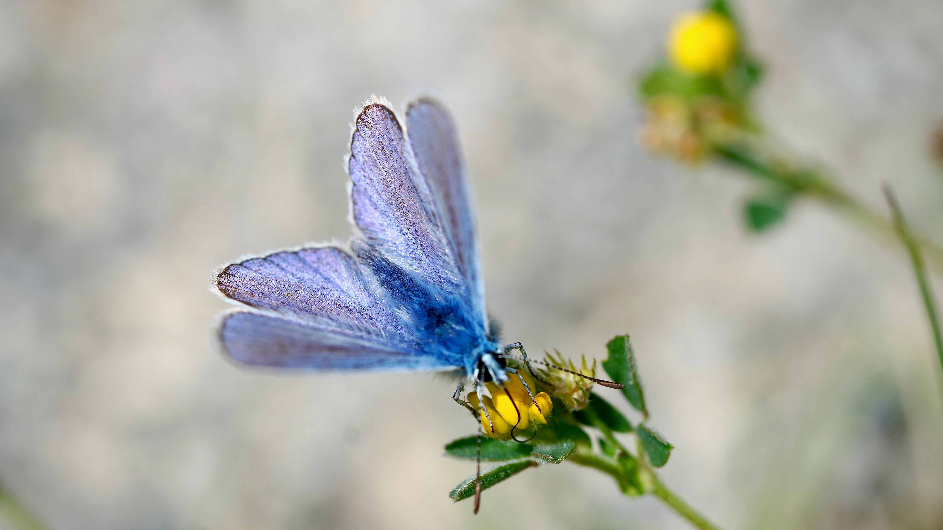 Bleu Nacré