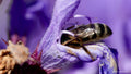 Au cœur du violet