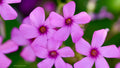 Bouquet sauvage