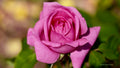 La Reine Rose