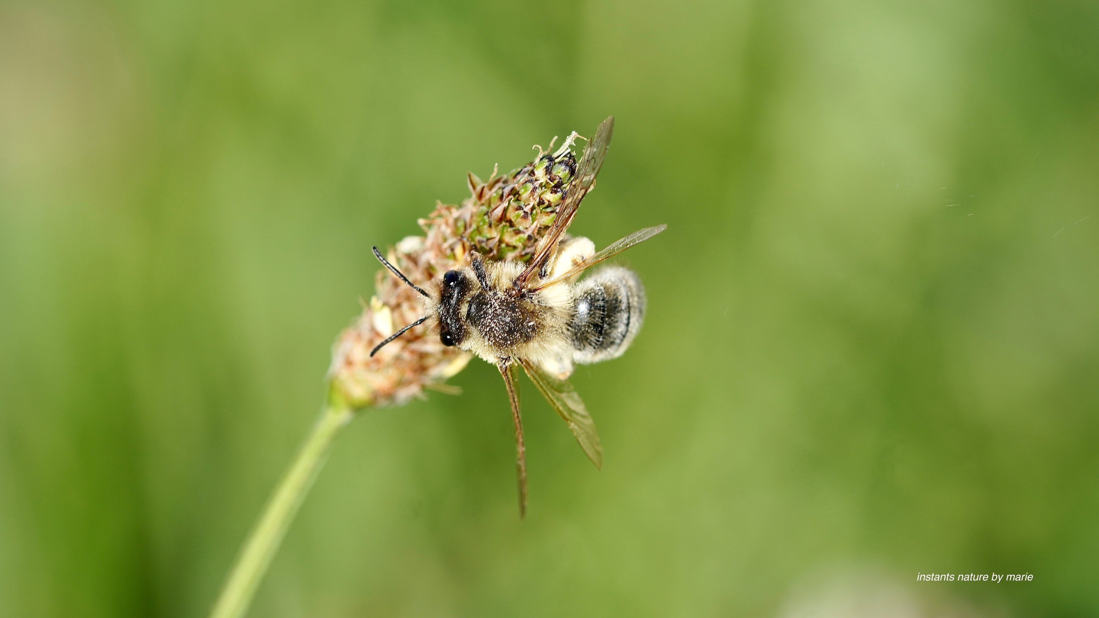 Toute en pollen