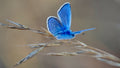 Le Bleu de l'Été