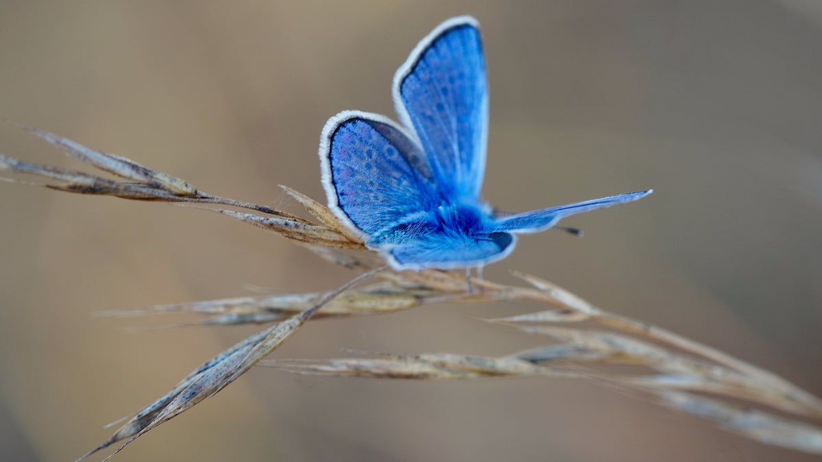 Le Bleu de l'Été