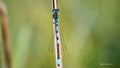 L'Agrion Suspendu