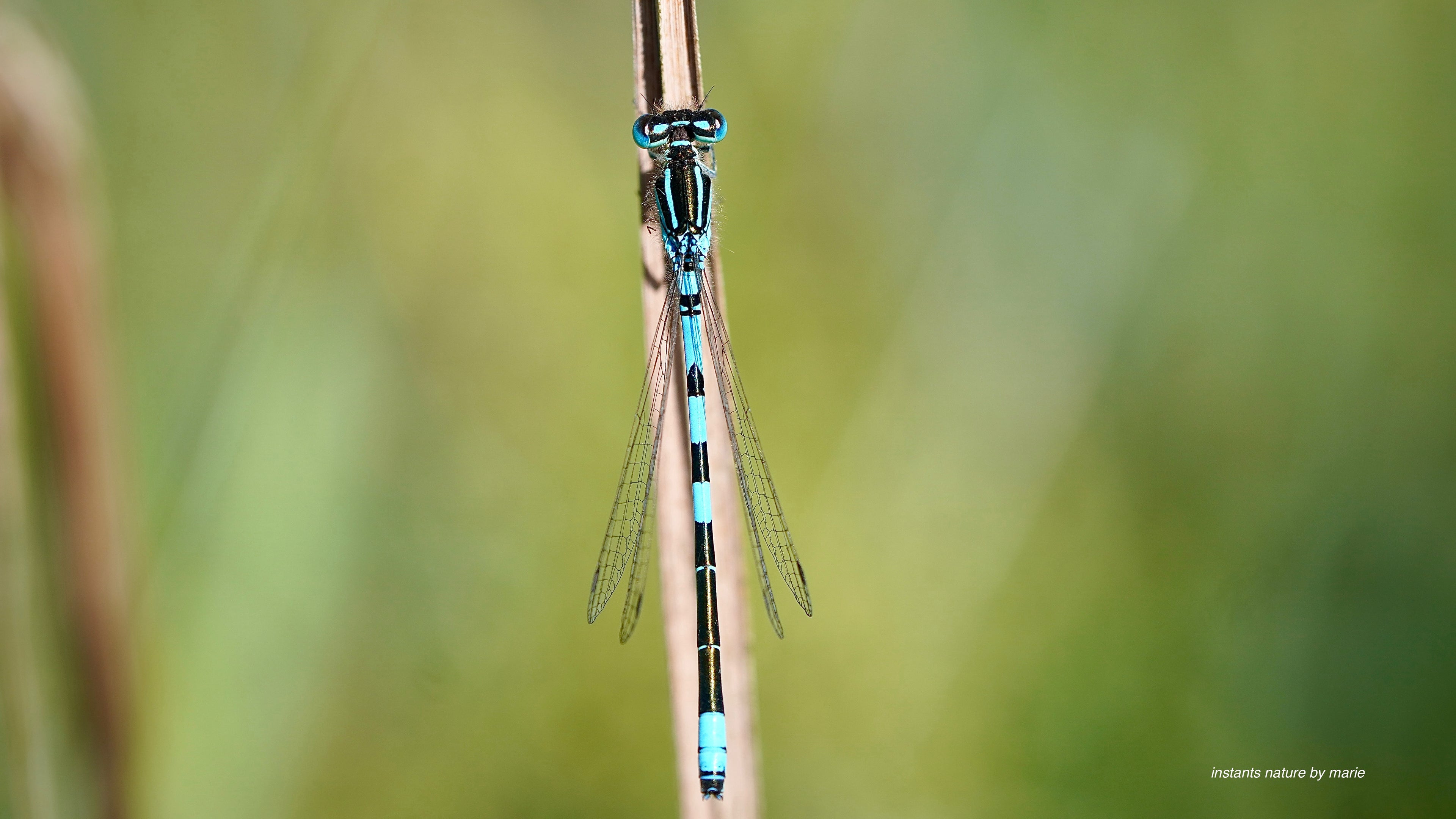 L'Agrion Suspendu