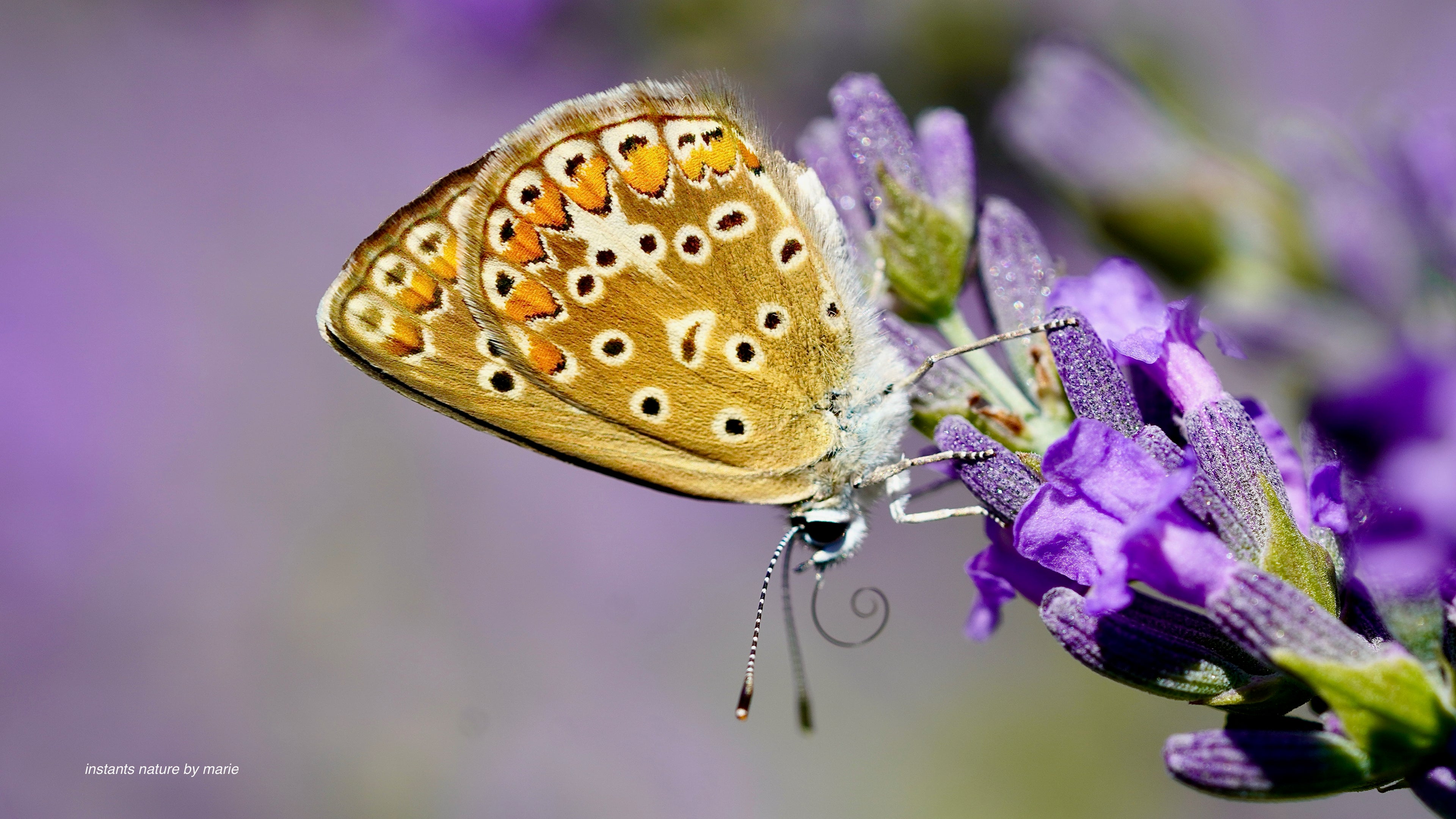Petite escale violette