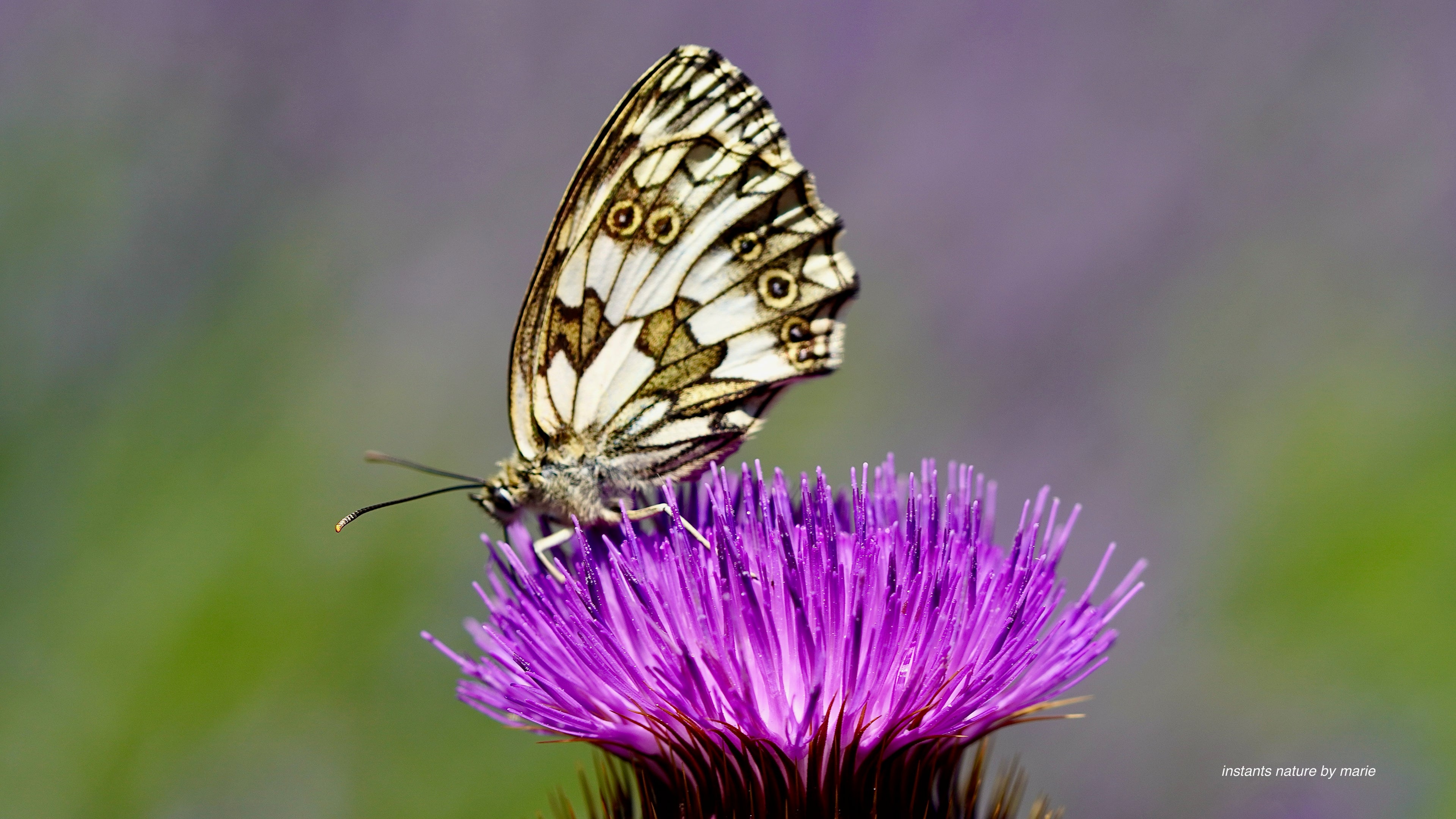 Nacre et Violet