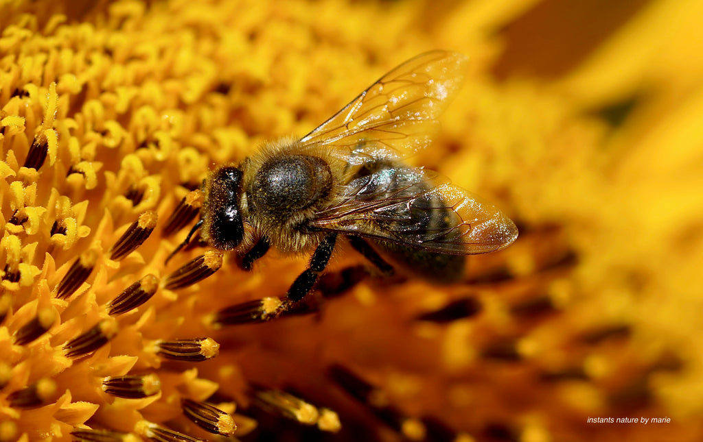 Tournesol en fête