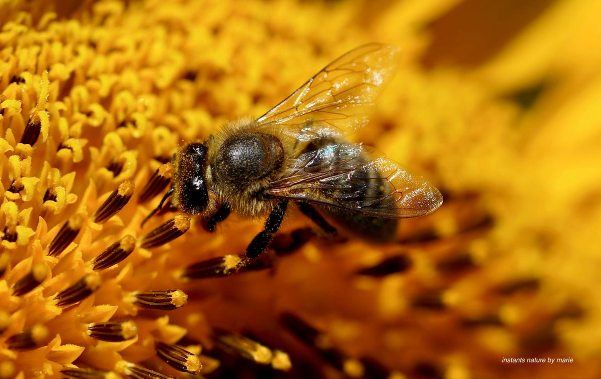 Tournesol en fête