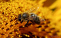 Abeille mellifère en gros plan sur un tournesol doré, photographie macro nature