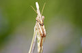 Le Regard de la Mante