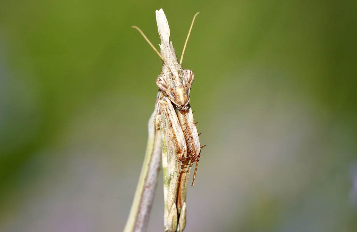 Le Regard de la Mante