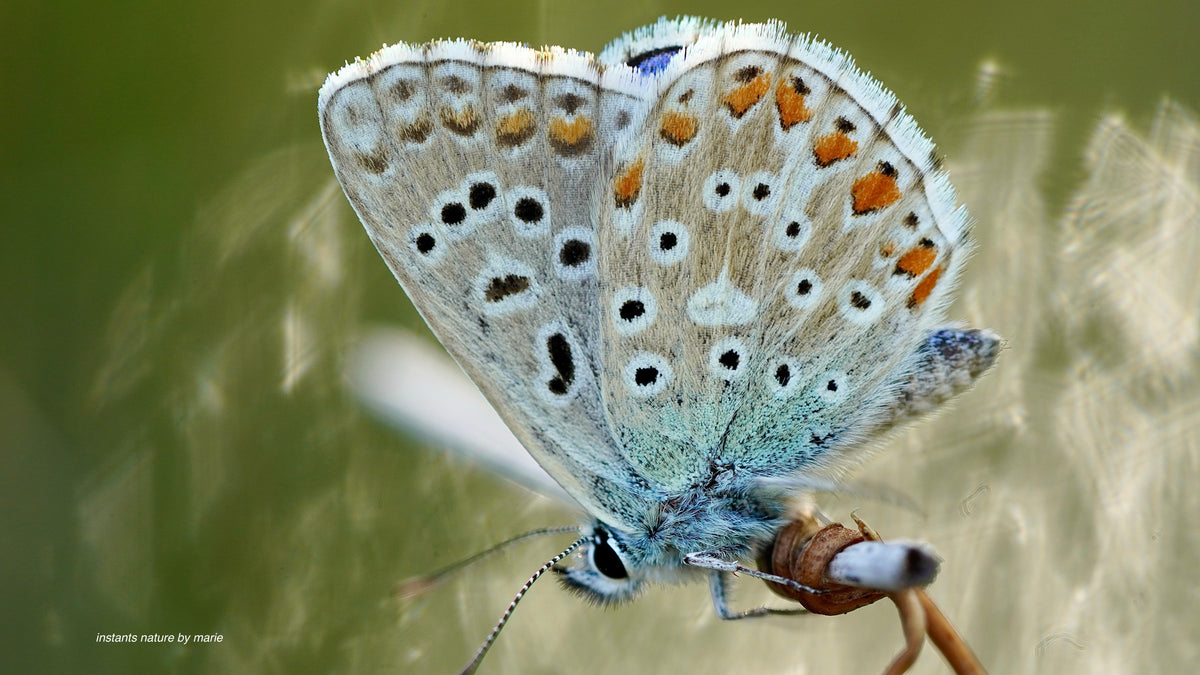 Dentelle de Ciel